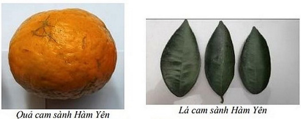 Xây dựng và quản lý chỉ dẫn địa lý cho sản phẩm cam sành Hàm Yên, của huyện Hàm Yên, tỉnh Tuyên Quang