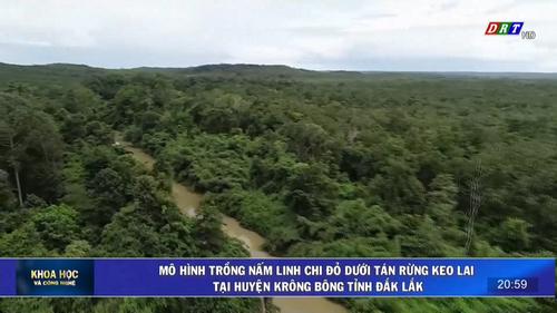 Số 10-2024: Mô hình trồng nấm Linh chi đỏ dưới tán rừng keo lai tại huyện Krông Bông tỉnh Đắk Lắk