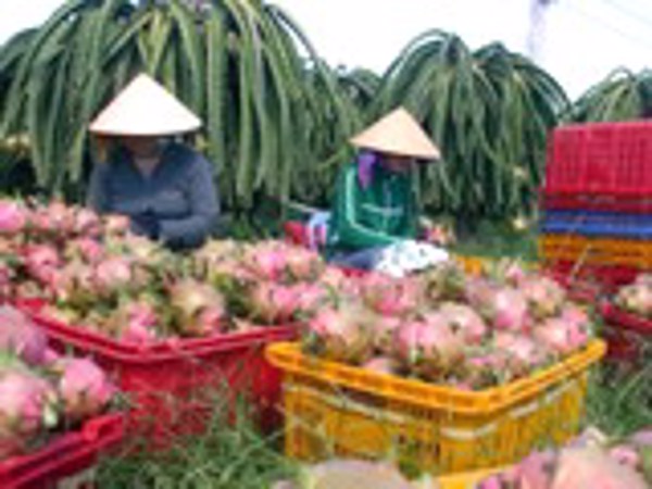 Mỹ cấp giấy chứng nhận bảo hộ độc quyền cho 2 sản phẩm Việt