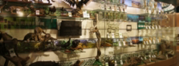 Khai trương Phòng trưng bày Tiến hóa sinh giới tại Bảo tàng Thiên nhiên VN