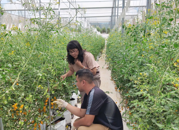 Tăng cường áp dụng khoa học kỹ thuật qua thực tế sản xuất để gia tăng giá trị cà chua Nova trong nhà màng tại Buôn Ma Thuột, Đắk Lắk