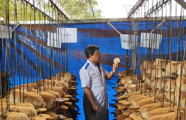 Nuôi trồng và xác định giá trị khoa học của một số loài nấm Linh chi tại Đắk Lắk 