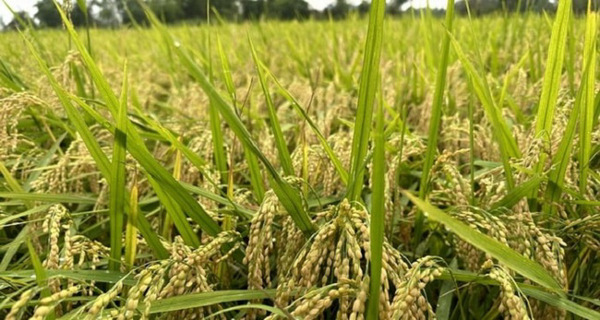 Khai thác, phát triển nguồn gen lúa nếp địa phương chất lượng cao (Nếp tan nhe, Khẩu nua nương) phục vụ sản xuất hàng hóa tại miền núi phía Bắc