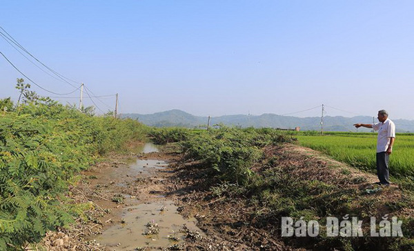 Huyện Lắk: Hạn hán "đe dọa" hàng trăm héc-ta lúa