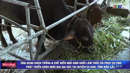 Số 09/2023: Ứng dụng KH&CN trồng và chế biến ngô sinh khối làm thức ăn phục vụ cho phát triển chăn nuôi đại gia súc tại huyện Ea Kar, tỉnh Đắk Lắk