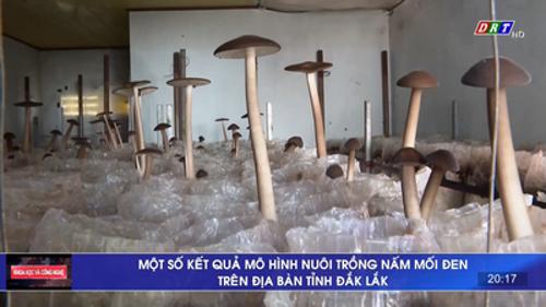 Số 03/2023: Một số kết quả mô hình nuôi trồng nấm mối đen trên địa bàn tỉnh Đắk Lắk