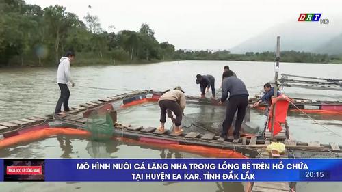 Số 07/2023: Mô hình nuôi cá Lăng nha trong lồng bè trên hồ chứa tại huyện Ea Kar, tỉnh Đắk Lắk