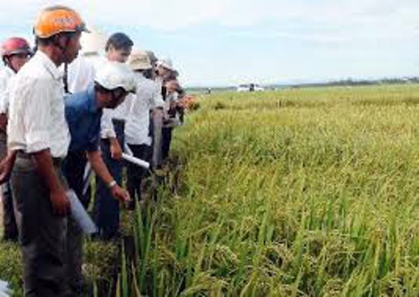 Việt Nam sẽ tạo ra giống lúa mới chịu hạn và cho năng suất cao