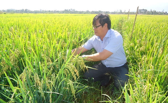 Xã Hòa Thành (huyện Krông Bông) đưa giống lúa mới VT NA2 vào sản xuất thử nghiệm để chuyển giao, nhân rộng cho nông dân.