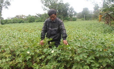 Mô hình trồng cây bông vải do Sở Lao động - Thương binh và Xã hội triển khai đã giúp nhiều hộ dân ở xã Quảng Hiệp (huyện Cư M'gar) thoát nghèo