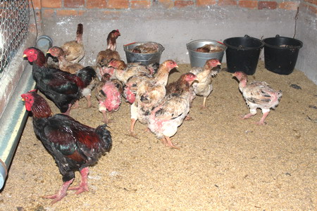 Một góc của Mô hình nuôi gà Đông Cảo tại huyện Krông Pắk, tỉnh Đắk Lắk