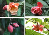 Loài Camellia longii ngoài tự nhiên vùng rừng Cát Lộc.