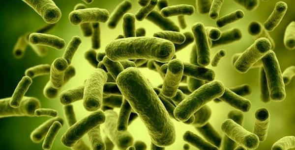 Công dụng của lợi khuẩn lactobacillus trong y học
