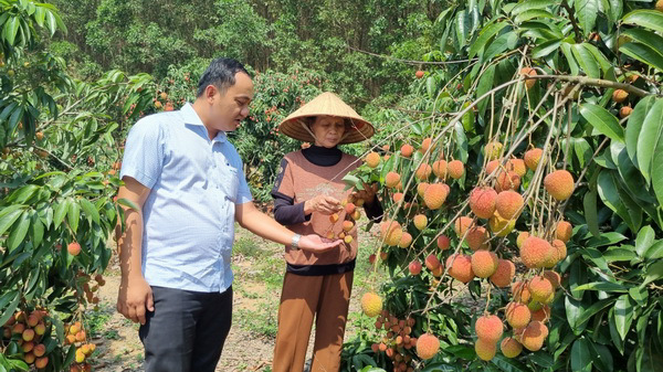 Nỗ lực phát triển “tam nông” trong thời kỳ mới ở M'Drắk