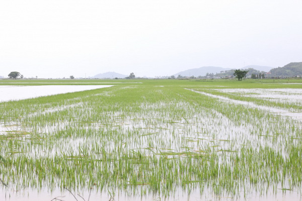 Chủ động ứng phó mưa lũ, bảo đảm an toàn cho người dân trên địa bàn tỉnh