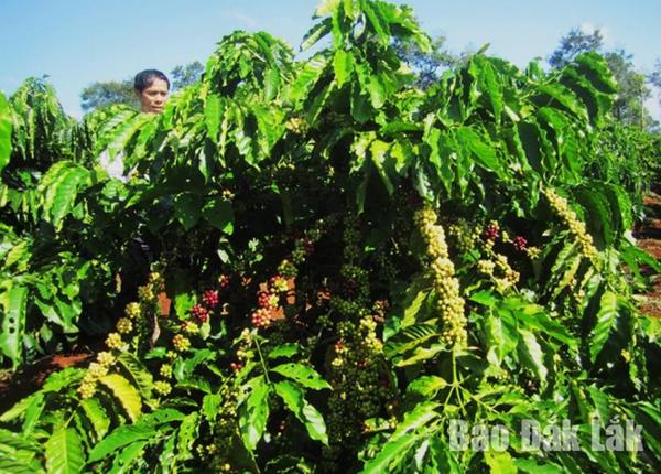 Những ưu điểm vượt trội của giống cà phê vối lai TRS1