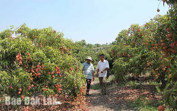 Gắn mã số vùng trồng cho nông sản: Để lợi thế thành cơ hội