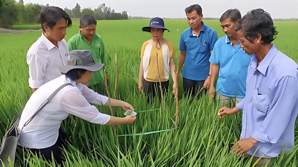 SRP - Bộ tiêu chuẩn sản xuất lúa gạo bền vững