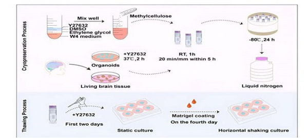 Kỹ thuật đông lạnh mô não mới có thể bảo toàn mô não
