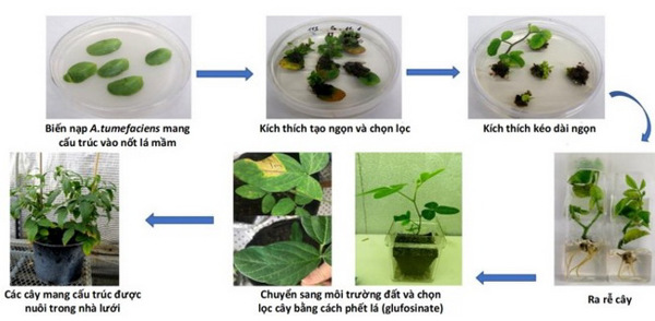 Chỉnh sửa gene giảm đường khó tiêu trong cây đậu tương