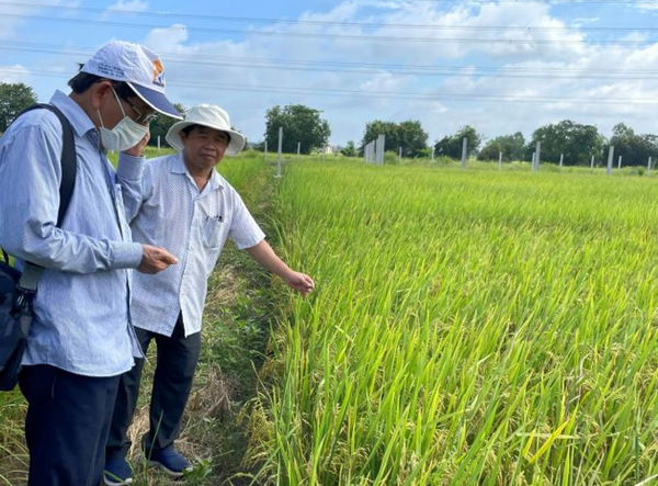 Nhà khoa học Việt tạo giống lúa màu năng suất bằng lúa thường