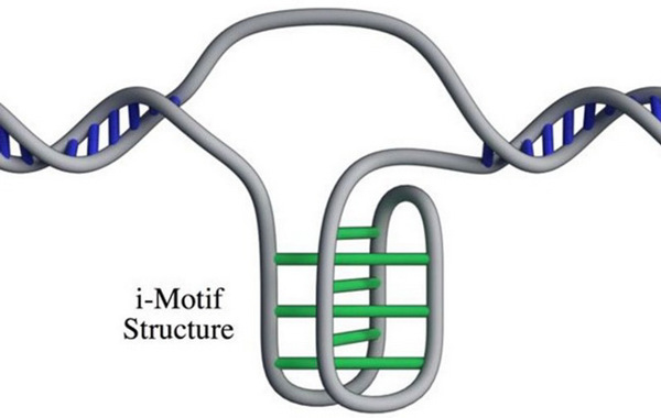 Lập bản đồ 50.000 nút thắt bí ẩn trong DNA