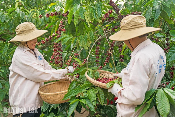 Cà phê Việt Nam tiên phong đáp ứng EUDR