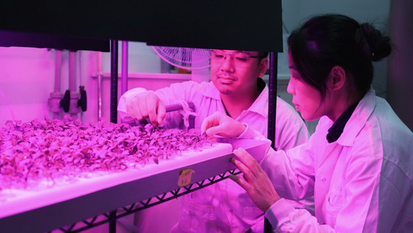 Cảm biến nano đầu tiên phát hiện sắt theo thời gian thực trong cây trồng