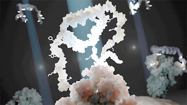 Aptamer siêu chọn lọc: Bắt chước virus để tiêu diệt chúng
