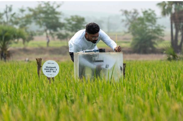 Mitti Labs: Công nghệ kiểm soát phát thải metan từ ruộng lúa