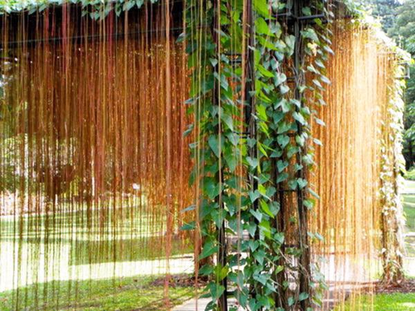Nghiên cứu khả năng chữa bệnh của cây hồ đằng rễ mành