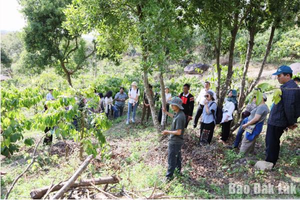 Sinh kế bền vững gắn với nông nghiệp không gây mất rừng
