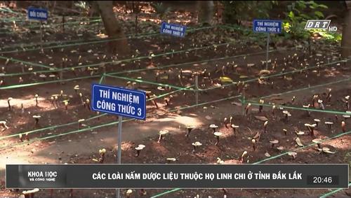 Số 07-2024: Các loài nấm dược liệu thuộc họ linh chi ở tỉnh Đắk Lắk