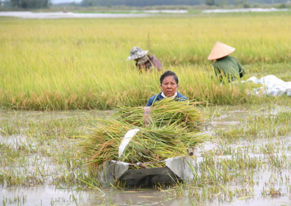 Tìm giải pháp chống ngập cho vùng trồng lúa ở hạ du hồ Krông Búk hạ