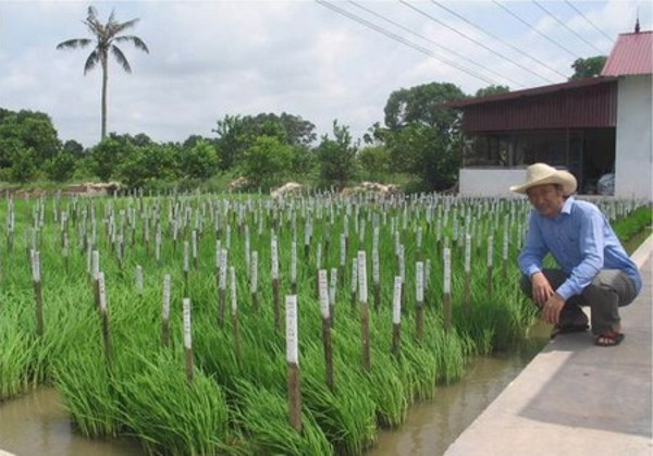 Khai thác và phát triển nguồn gen 4 giống lúa Đèo đàng, Pude, Blechau và Khẩu dao cho các tỉnh miền núi phía Bắc