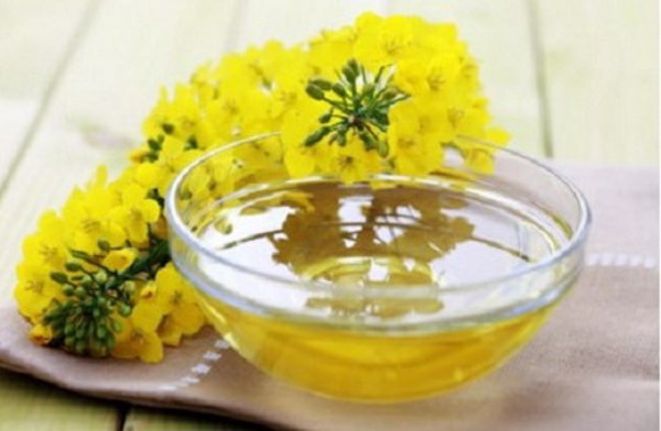 Dầu Canola (Dầu hạt cải) có thể làm suy giảm trí nhớ