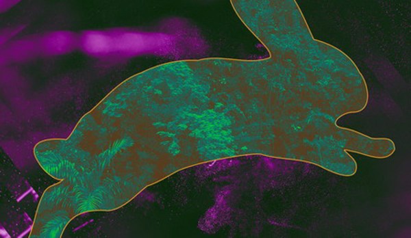 Ghép DNA thỏ cho cây để làm sạch không khí trong nhà