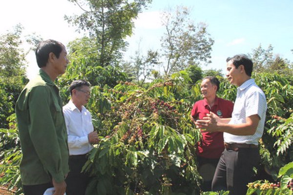 Cư Kuin đẩy mạnh chuyển giao tiến bộ khoa học, kỹ thuật cho nông nghiệp