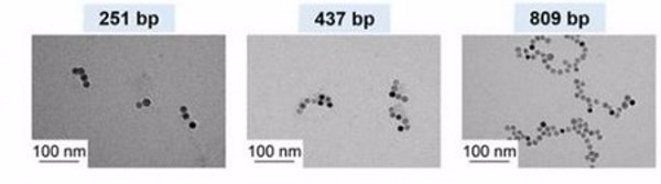 Công nghệ chế tạo chùm hạt nano sử dụng protein liên kết ADN