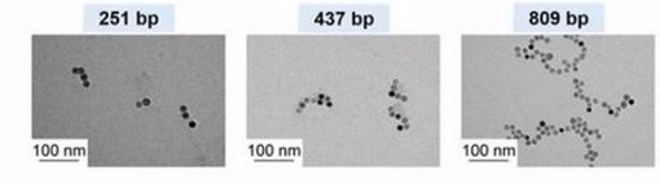 Công nghệ chế tạo chùm hạt nano sử dụng protein liên kết ADN