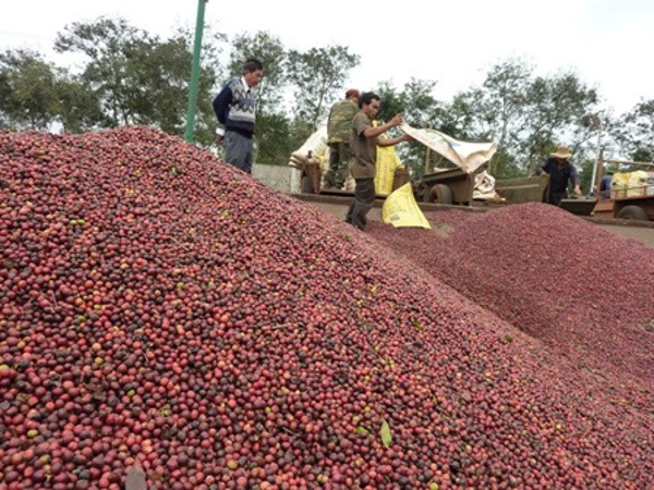 Mới có 1 doanh nghiệp xuất khẩu cà phê mang Chỉ dẫn địa lý Cà phê Buôn Ma Thuột ra nước ngoài