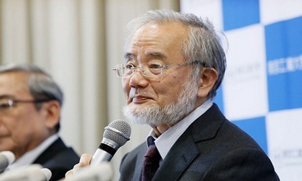 Tế bào tự thực trong giải Nobel Y học giúp điều trị bệnh hiểm nghèo