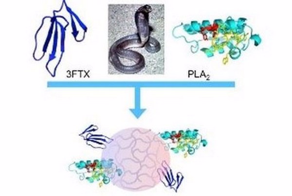 Điều trị rắn cắn bằng phương pháp tiêm hạt nano