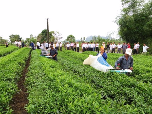 Hái chè bằng máy