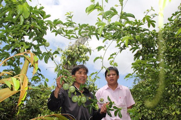 Trồng chanh dây hiệu quả: Kinh nghiệm từ nông dân huyện Ea H'leo