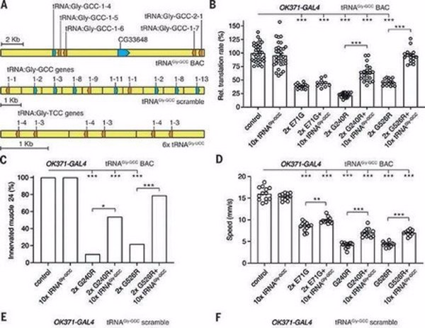 RNA vận chuyển (tRNA) có thể là một loại thuốc mới cho bệnh thần kinh ngoại vi