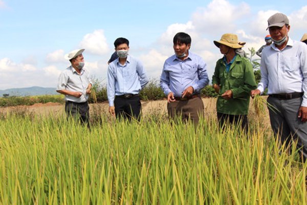 Triển vọng mô hình cánh đồng mẫu lớn ở Krông Pắc