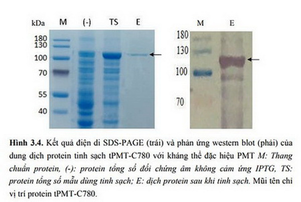 Nghiên cứu chế tạo vắc xin tái tổ hợp phòng bệnh tụ huyết trùng (Pasteurella multocida) ở lợn