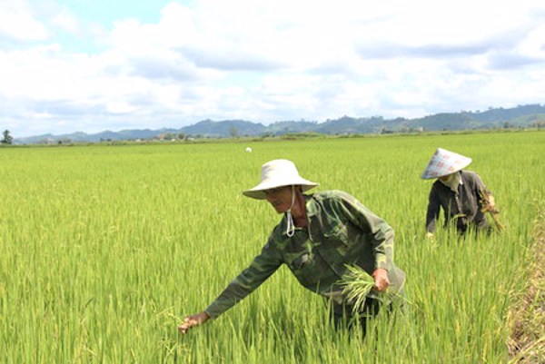 Gỡ khó trong sản xuất lúa hữu cơ