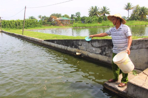 Hợp tác xã nuôi cá theo tiêu chuẩn VietGAP đầu tiên của tỉnh